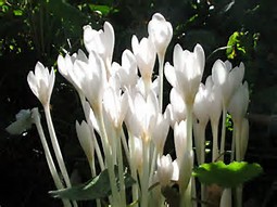 Colchicum autumnale 'Album'Hefsttijloos bestellen